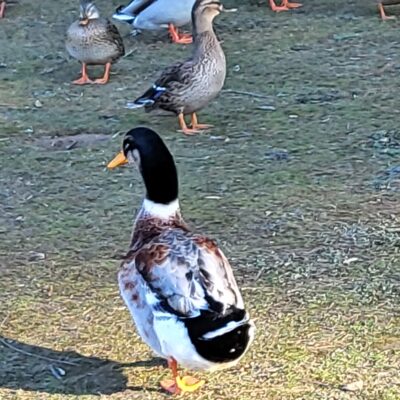 chuchiokazeh1227@gmail.com